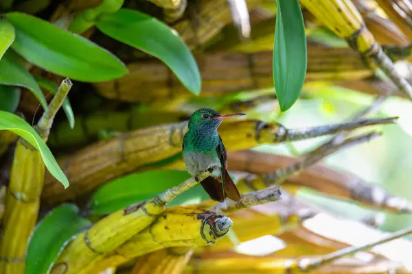 Kolibřík Běloocasý Amazilia Tzacatl Kolibřík Střední Velikosti Smaragdech Kmen Trochilini — Stock fotografie