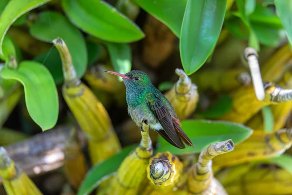 Kolibřík Běloocasý Amazilia Tzacatl Kolibřík Střední Velikosti Smaragdech Kmen Trochilini — Stock fotografie