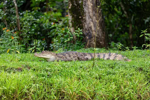 Caimano Dagli Occhiali Caiman Crocodilus Caimano Comune Rettile Coccodrillo Predatore — Foto Stock