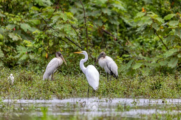 Great egret (Ardea alba), known as the common egret, large egret, or great white egret or great white heron. Refugio de Vida Silvestre Cano Negro, Wildlife and bird watching in Costa Rica.