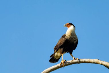 Armalı Caracara, (Caracara plancus), Guanacaste Kosta Rika 'da ağaç gövdesinde oturan yırtıcı kuş.