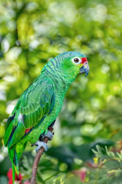 Finschs parakeet (Psittacara finschi), kırmızı yüzlü papağan kuşu olarak bilinen kuş. Refugio de Vida Silvestre Cano Zenci, Vahşi Yaşam ve Kosta Rika 'da kuş gözlemi.