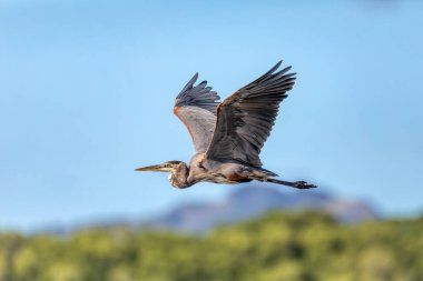 Büyük kuş mavi balıkçıl (Ardea herodias) nehrin üzerinde uçar. Refugio de Vida Silvestre Cano Negro, Vahşi Yaşam ve Kosta Rika 'da kuş izleme.