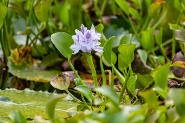 Pontederia crassipes (eski adıyla Eichhornia crassipes), yaygın olarak su sümbülü olarak bilinir. Göletteki su bitkisi. Curu Vahşi Yaşam Koruma Alanı, Kosta Rika Vahşi Hayatı