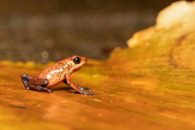 Strawberry poison-dart frog (Oophaga pumilio, formerly Dendrobates pumilio), species of small poison dart frog found in Central America. Tortuguero, Costa Rica wildlife