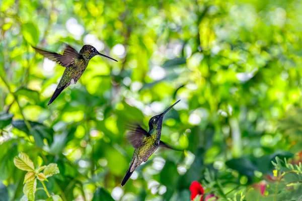 Koliber Fioletowy Klais Guimeti Piękny Ptak San Gerardo Dota Dzika — Zdjęcie stockowe