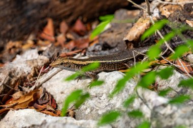 Madagaskar, Gerrhosauridae familyasından endemik bir kertenkele türü olan Madagaskar kıvrımlı kertenkele (Zonosaurus madagascariensis). Tsingy De Bemaraha, Madagaskar vahşi yaşam hayvanı