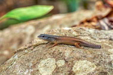 Zonosaurus tsingy, Gerrhosauridae familyasından bir kertenkele türü. Avcı saldırısından sonra kuyruksuz bir hayvan. Tsingy De Bemaraha, Madagaskar vahşi yaşam hayvanı