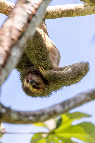 Ağacın tepesine tırmanan soluk boğazlı tembel hayvan (Bradypus tridactylus), Manuel Antonio Ulusal Parkı, Kosta Rika Vahşi Hayatı