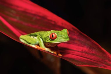 Kırmızı gözlü ağaç kurbağası (Agalychnis callidryas), tropiklerde kırmızı yapraklı güzel ikonik yeşil kurbağa. Refugio de Vida Silvestre Cano Negro, Kosta Rika Vahşi Hayatı.