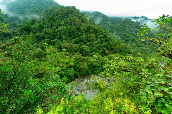 Djungellandskap Regnskog Tapantis Nationalpark Traditionellt Dimmigt Molnigt Väder Grön Naturlig Stockbild