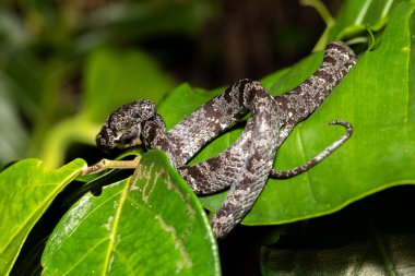 Clouded snake (Sibon nebulatus), beautiful small non venomous Snail Eater snake from Central America, Tortuguero, Costa Rica wildlife