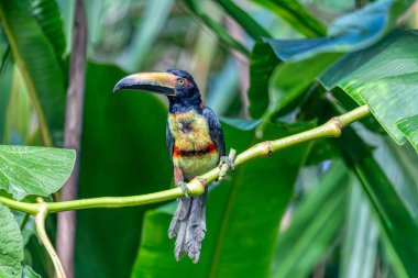 Yakalı Aracari (Pteroglossus torquatus), Tukangiller (Ramphastidae) familyasından bir kuş türü. Kosta Rika 'da Tortuguero, Vahşi Yaşam ve kuş gözlemciliği.
