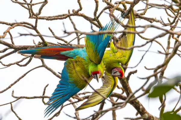 Great Green Macaw Ara Ambiguus Also Known Buffon Macaw Great lizenzfreie Stockfotos