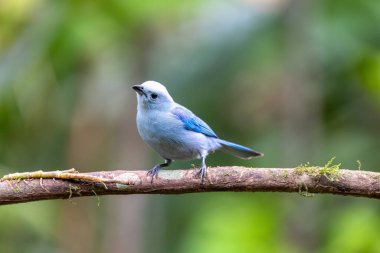 Mavi-gri tanager (Thraupis piskopos), orta büyüklükte bir Güney Amerika ötücü kuşudur. La Fortuna, Volkan Arenal, Vahşi Yaşam ve Kosta Rika 'da kuş gözlemciliği.