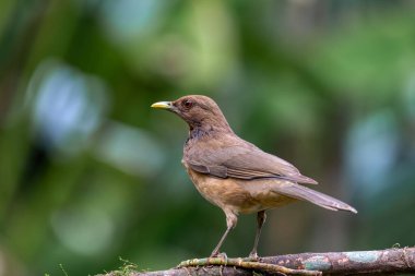 Kil renkli ardıç kuşu (Turdus grayi), Pamukgiller (Turdidae) familyasından bir kuş türü. Kosta Rika, La Fortuna, Volkan Arenal, Vahşi Yaşam ve Kuş İzleme Ulusal Kuşu.