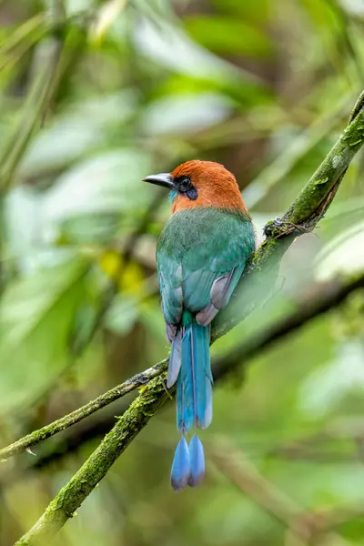 Broad-billed motmot (Electron platyrhynchum), fairly common Central and South American bird of the Momotidae family.