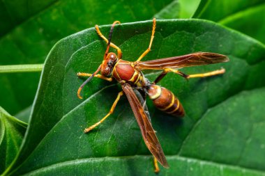 Polistes instabilis (veya kararsız kağıt yaban arısı), neotropik, eusocial eşekarısı (Vespidae) familyasından bir eşek arısıdır. Monte Verde, Santa Elena, Kosta Rika Vahşi Hayatı.