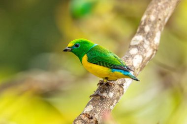 Mavi peçeteli klorofoni (Chlorophonia siyanea), Fringillidae familyasından bir kuş türü. Minca, Sierra Nevada de Santa Marta, Magdalena Departmanı. Kolombiya 'da vahşi yaşam ve kuş gözlemciliği