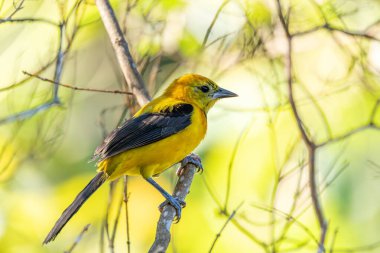 Sarı oriole (Icterus nigrogularis), Icteridae familyasından bir kuş türü. Minca, Sierra Nevada de Santa Marta, Magdalena Departmanı. Kolombiya 'da vahşi yaşam ve kuş gözlemciliği