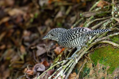 Kuş Amblemi (Thamnophilus multistriatus), Thamnophilidae familyasından bir kuş türü. Barichara, Santander Bölümü. Kolombiya 'da vahşi yaşam ve kuş gözlemciliği