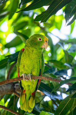 Sarı taçlı Amazon ya da sarı taçlı papağan (Amazona ochrocephala), Güney Amerika 'ya özgü bir papağan türüdür. Malagana, Bolivar Bölümü. Kolombiya 'da vahşi yaşam ve kuş gözlemciliği