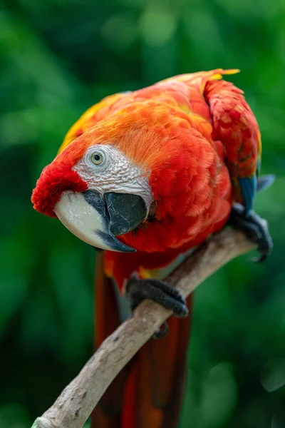 Scarlet macaw (Ara macao) is a large yellow, red and blue Neotropical parrot native to humid evergreen forests of the Americas. Malagana, Bolivar department. Wildlife and birdwatching in Colombia