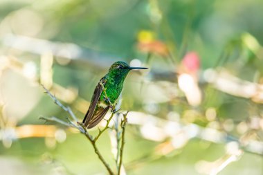 Batı zümrüdü (Chlorostilbon melanorhynchus), zümrüt içindeki sinekkuşu türü, Trochilini alt familyasından Trochilini kabilesi. Minca, Sierra Nevada de Santa Marta. Kolombiya 'da vahşi yaşam ve kuş gözlemciliği.