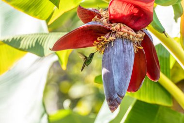 Batı zümrüdü (Chlorostilbon russatus), zümrüt içinde sinekkuşu türü, Trochilini kabilesi Trochilini alt familyası. Minca, Sierra Nevada de Santa Marta. Kolombiya 'da vahşi yaşam ve kuş gözlemciliği.