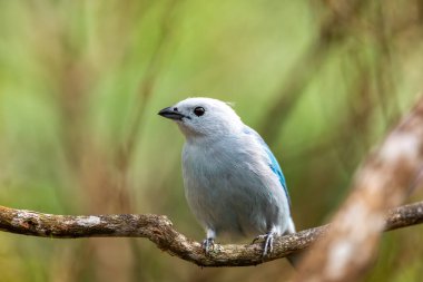 Bird Blue-gray tanager (Thraupis piskopos), orta büyüklükte bir Güney Amerika ötücü kuşudur. Minca, Sierra Nevada de Santa Marta Magdalena Departmanı. Kolombiya 'da vahşi yaşam ve kuş gözlemciliği.