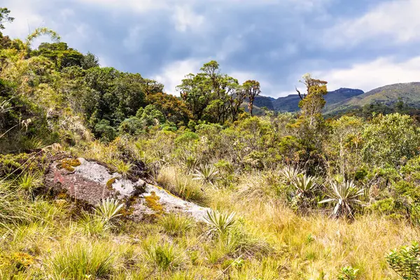 Paramo Doğal Rezervi, Guasca. And Ormanı 'nın yüksek kesimlerinde koruma. Andes Dağı, Güney Amerika. Gözlüklü Ayı Rehabilitasyon Merkezi (Tremarctos ornatus). Kolombiya vahşi doğası.