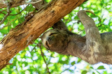 Üç parmaklı veya üç parmaklı tembel hayvanlar (Bradipus variegatus), neotropik ağaç memelileri. Centenario Park (Parque Centenario) Cartagena de Indias, Kolombiya Vahşi Yaşam Hayvanı.