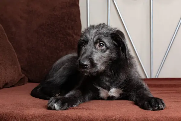 Cute female puppy of purebred Irish Wolfhound. Irish breed of large sighthound and one of the largest of all breeds of dog.