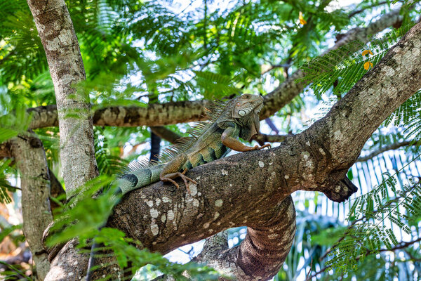 Зеленая игуана (игуана игуана) на дереве в тропических лесах. Парк Сентенарио (Parque Centenario) Картахена-де-Индиас, дикие животные Колумбии.