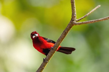 Kızıl sırtlı tanger (Ramphocelus dimidiatus) erkek, Thraupidae familyasından bir kuş türü. Minca, Sierra Nevada de Santa Marta Magdalena Departmanı. Kolombiya 'da vahşi yaşam ve kuş gözlemciliği.