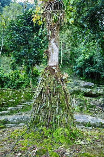 Hidden ancient ruins of Tayrona civilization Ciudad Perdida in the heart of the Colombian jungle Lost city of Teyuna. Santa Marta, Sierra Nevada mountains, Colombia wilderness