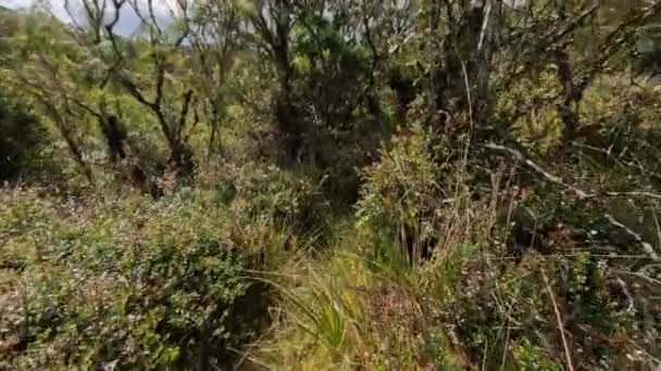 Paramo Natural Reserve 과스카 안데스 산림의 안데스 남아메리카 곰을위한 Tremarctos — 비디오