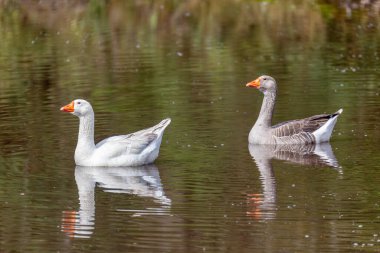 Greylag kaz ya da graylag kaz (Anser anser), Anatidae familyasından bir kaz türü. Santuario del Oso de Anteojos, Kalkış Cundinamarca. Kolombiya 'da vahşi yaşam ve kuş gözlemciliği.