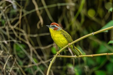 Rufous-capped warbler (Basileuterus rufifrons), New World warbler native from Mexico south to Guatemala. Barichara, Santander department. Wildlife and birdwatching in Colombia clipart