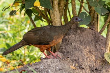Orak kanatlı guan (Chamaepetes goudotii), Cracidae familyasından bir kuş türü. Valle Del Cocora, Quindio Departmanı. Kolombiya 'da vahşi yaşam ve kuş gözlemciliği