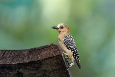Kırmızı başlı ağaçkakan (