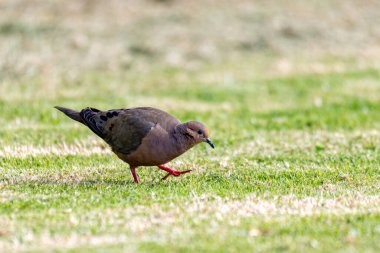 Kulak güvercini (Zenaida auriculata), Yeni Dünya güvercini. Ecoparque Sabana, Cundinamarca Bölümü. Kolombiya 'da vahşi yaşam ve kuş gözlemciliği. Kolombiya 'da vahşi yaşam ve kuş gözlemciliği