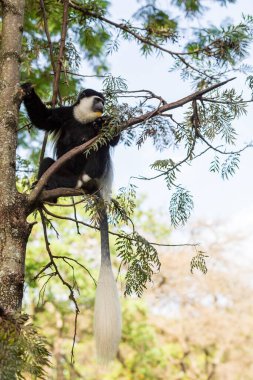 Mantolu guereza (Colobus guereza), kısaca guereza, doğu siyah-beyaz kolobus ya da Habeşistan siyah-beyaz kolobusu olarak bilinen maymun. Awassa Gölü, Etiyopya, Afrika Vahşi Hayatı