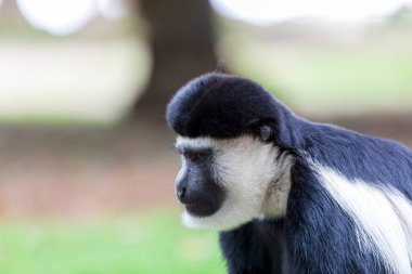 Mantolu guereza (Colobus guereza), kısaca guereza, doğu siyah-beyaz kolobus ya da Habeşistan siyah-beyaz kolobusu olarak bilinen maymun. Awassa Gölü, Etiyopya, Afrika Vahşi Hayatı