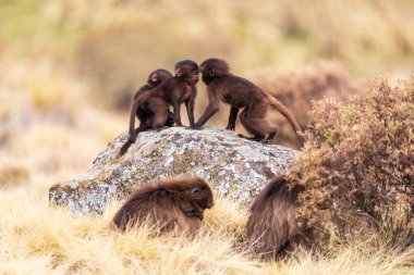 Cute babies of endemic animal Gelada monkey on rock, endangered Theropithecus gelada, in Ethiopian natural habitat Simien Mountains, Africa Ethiopia wildlife clipart