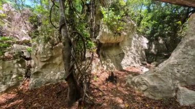 Hiking in touristic trek Petit Tsingy de Bemaraha, Strict Nature Reserve located near the western coast of Madagascar. UNESCO World Heritage with unique geography. Madagascar wilderness landscape