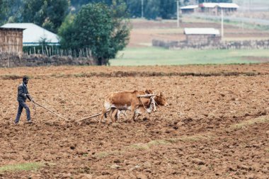 OROMIA REGION, ETHIOPIA, APRIL 19.2019, Unknown Ethiopian farmer cultivates a field with a traditional primitive wooden plow pulled by cows on April 19. 2019 in Oromia Region, Ethiopia