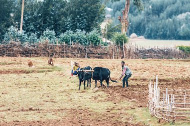 OROMIA REGION, ETHIOPIA, APRIL 19.2019, Unknown Ethiopian farmer cultivates a field with a traditional primitive wooden plow pulled by cows on April 19. 2019 in Oromia Region, Ethiopia