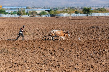 OROMIA REGION, ETHIOPIA, APRIL 19.2019, Unknown Ethiopian farmer cultivates a field with a traditional primitive wooden plow pulled by cows on April 19. 2019 in Oromia Region, Ethiopia clipart
