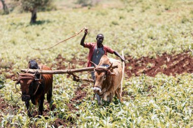 OROMIA REGION, ETHIOPIA, APRIL 19.2019, Unknown Ethiopian farmer cultivates a field with a traditional primitive wooden plow pulled by cows on April 19. 2019 in Oromia Region, Ethiopia clipart